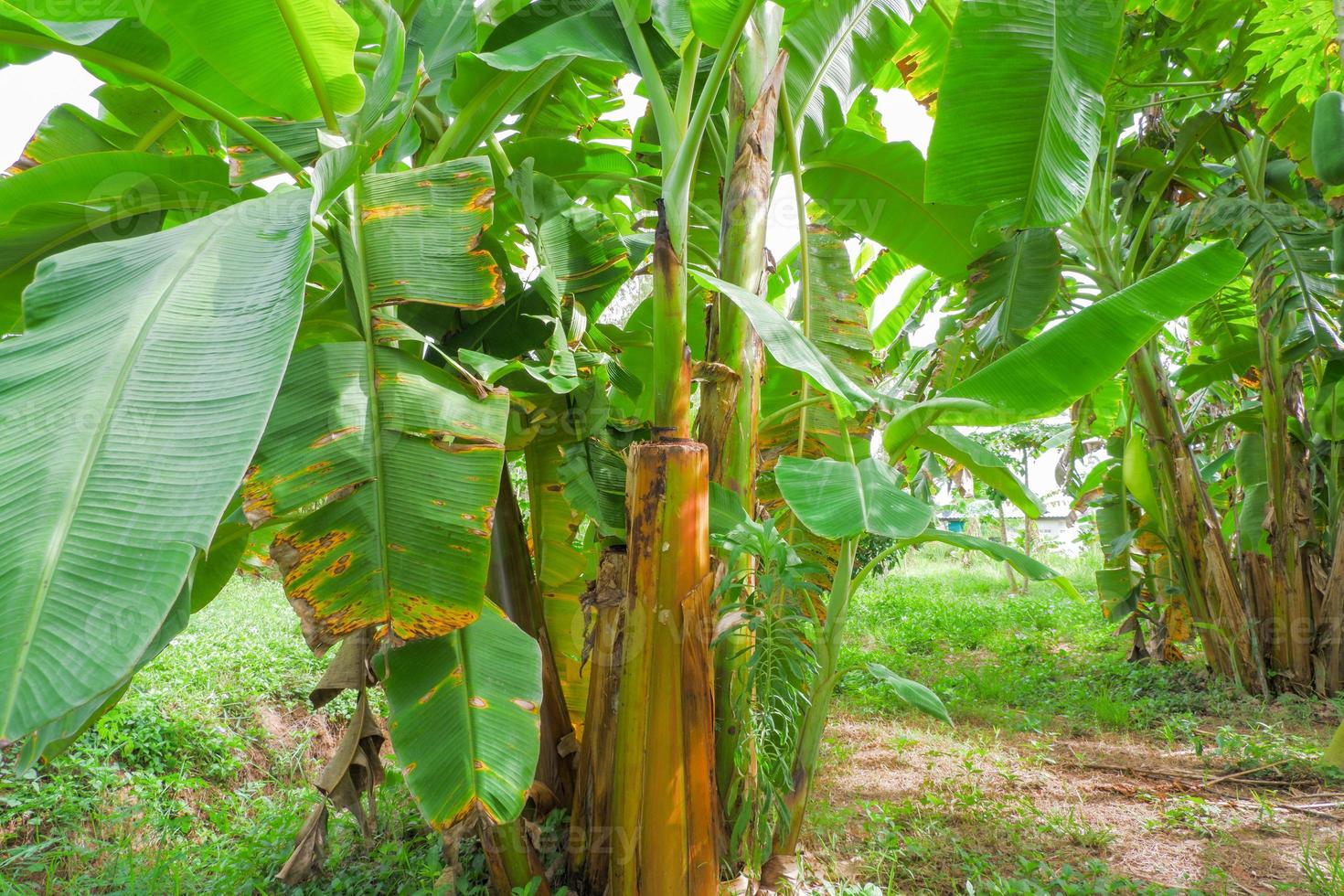 banaan bomen en groen banaan bladeren, divers maten foto