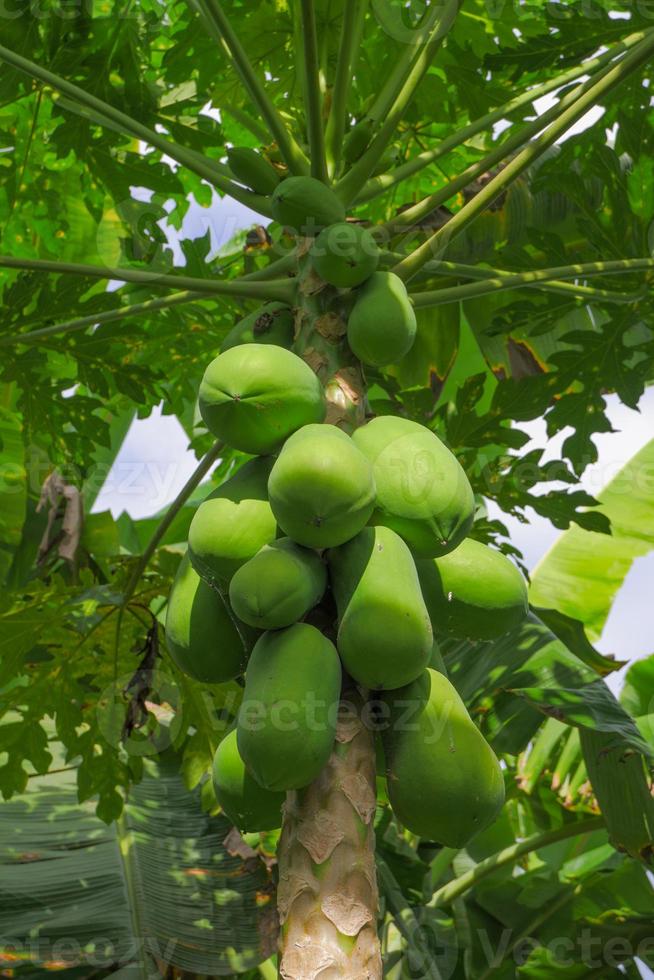 papaja ballen Aan de boom zijn de rauw materialen gebruikt naar maken papaja salade. foto