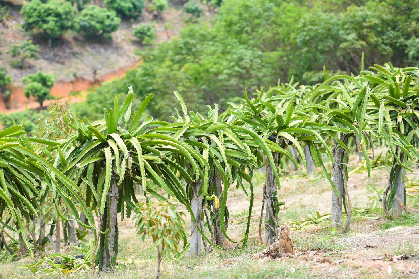 draak fruit boom in de tuin boomgaard tropisch zomer fruit natuur boerderij Aan de berg landbouw - draak fruit in Thailand foto