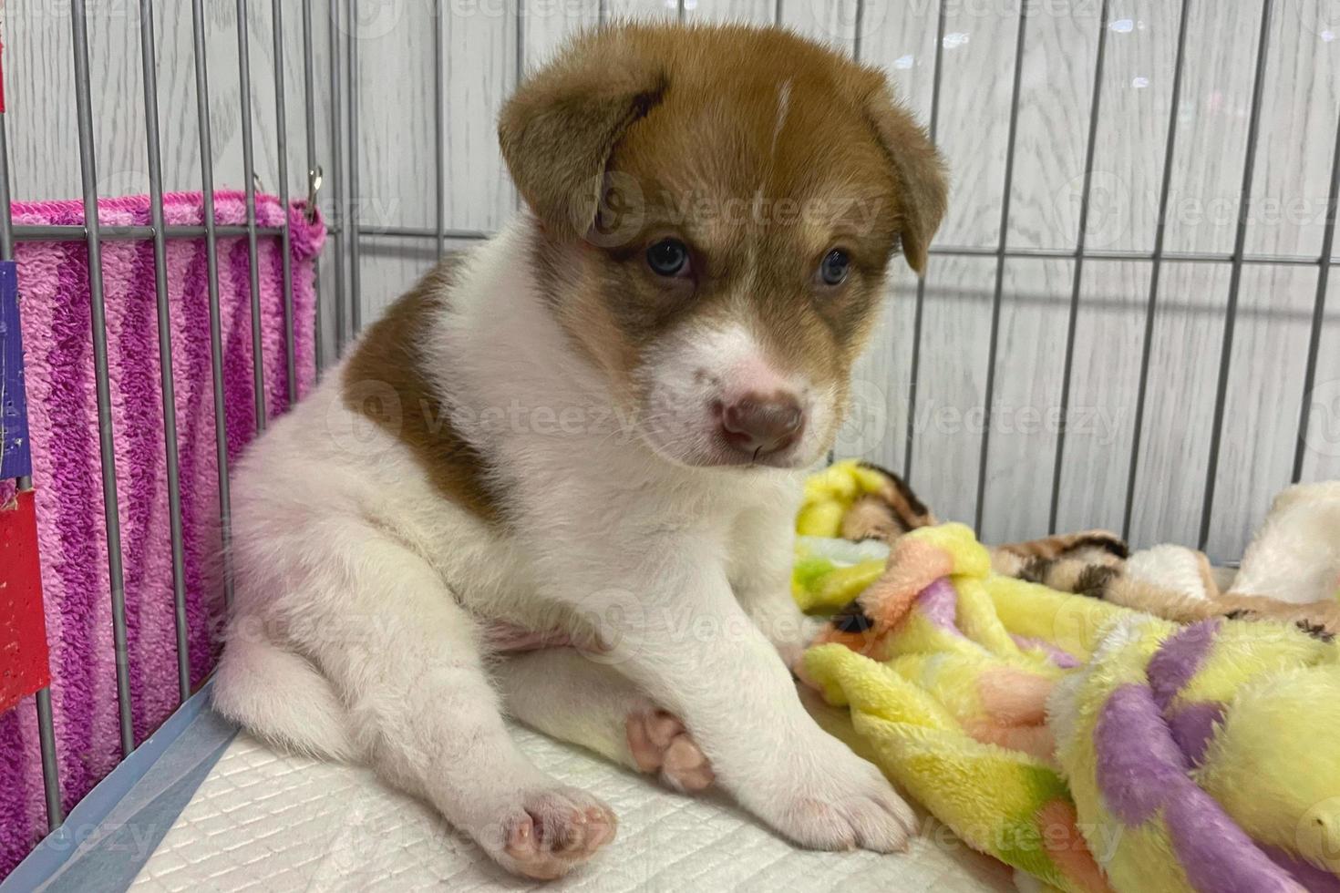 klein puppy is zittend in de kooi foto