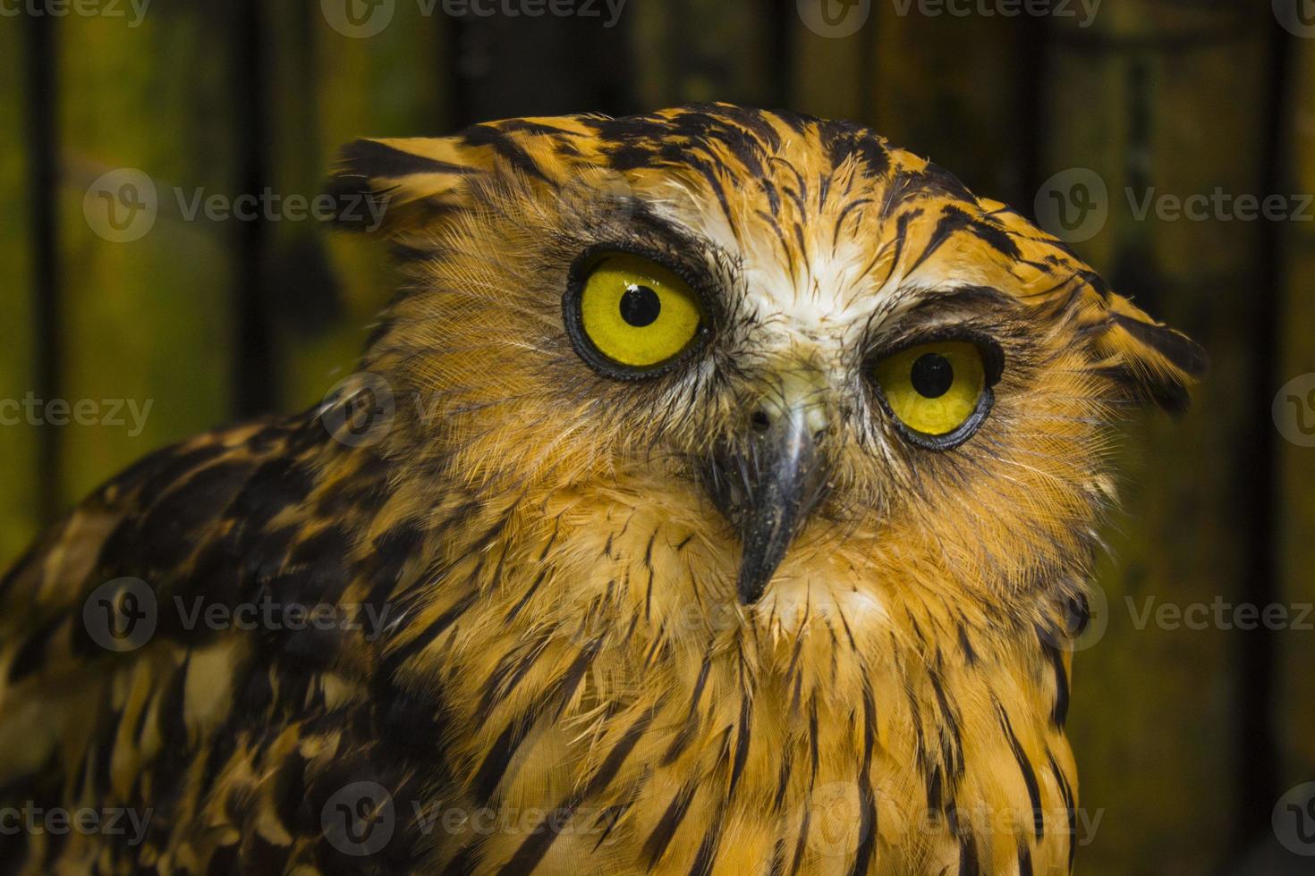 foto van een uil met groot oog in fotografie, hoog resolutie foto van uil welp.