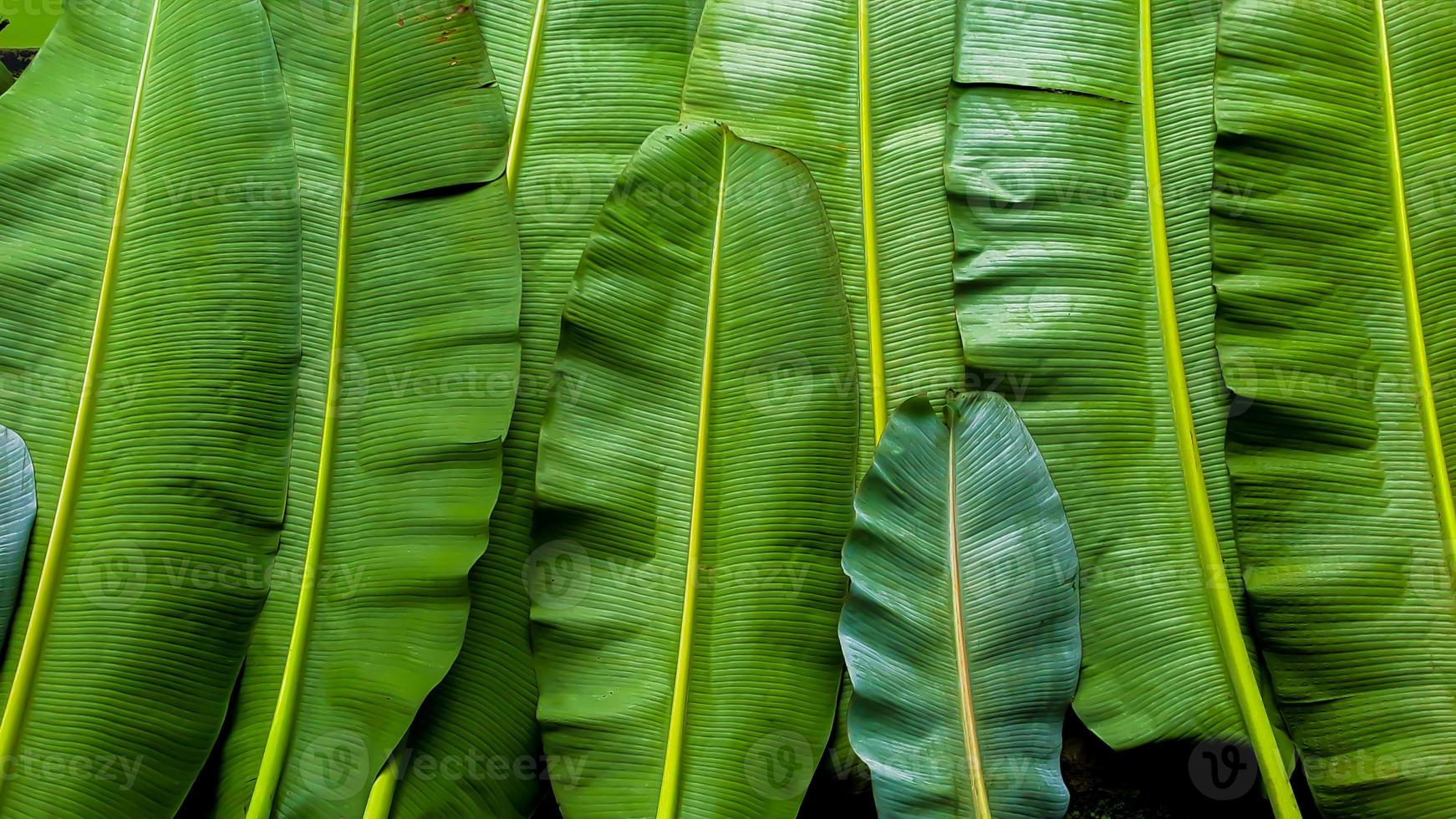 banaan bladeren textuur, donker groen achtergrond foto