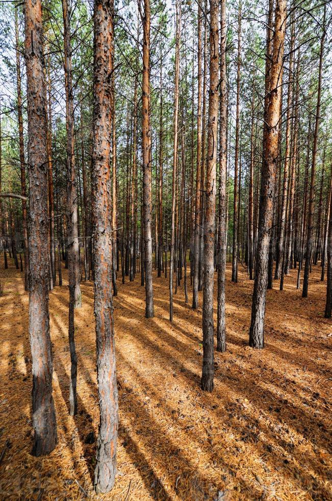 Siberisch pijnboom boom Woud foto