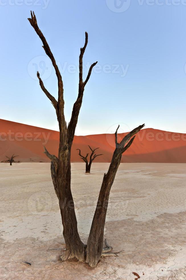 dood vlei, Namibië foto