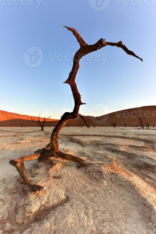 dood vlei, Namibië foto