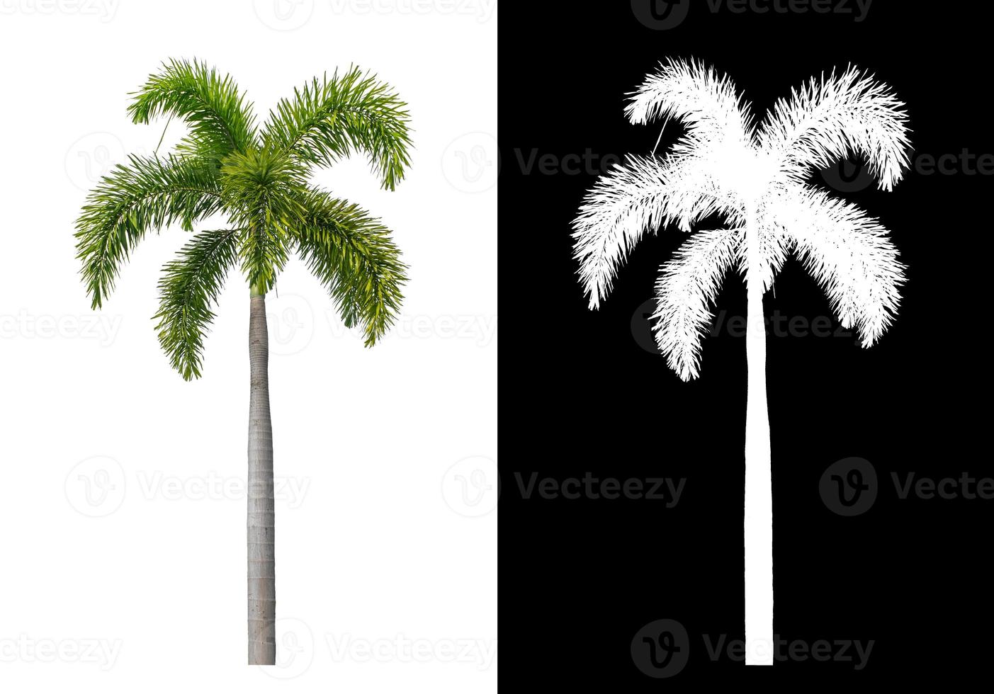 groen palm boom Aan wit achtergrond met knipsel pad, single boom met knipsel pad en alpha kanaal Aan zwart achtergrond foto