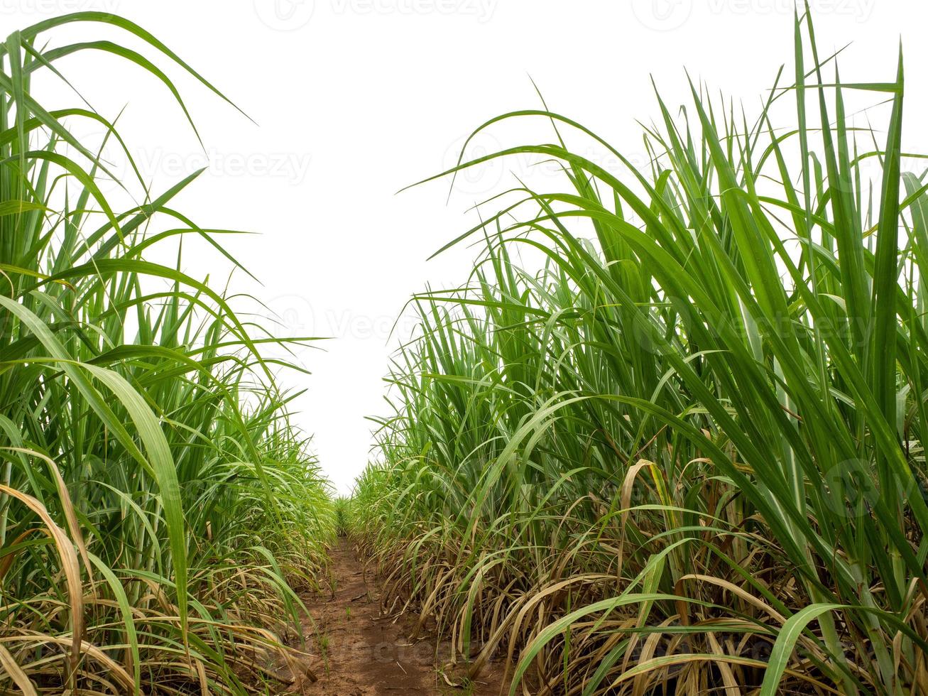 suiker riet geïsoleerd Aan wit achtergrond en knippen pad foto