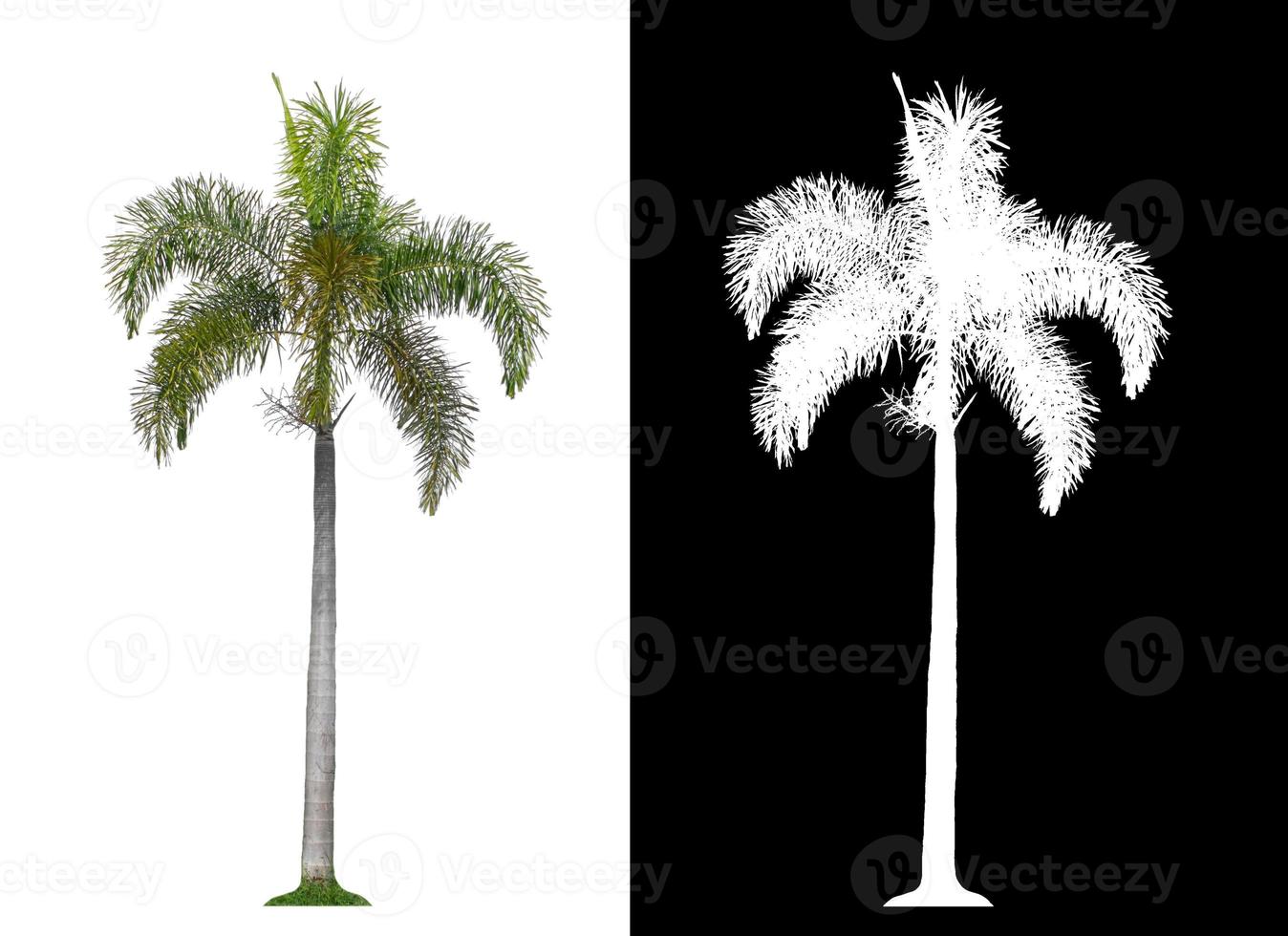 groen palm boom Aan wit achtergrond met knipsel pad, single boom met knipsel pad en alpha kanaal Aan zwart achtergrond foto
