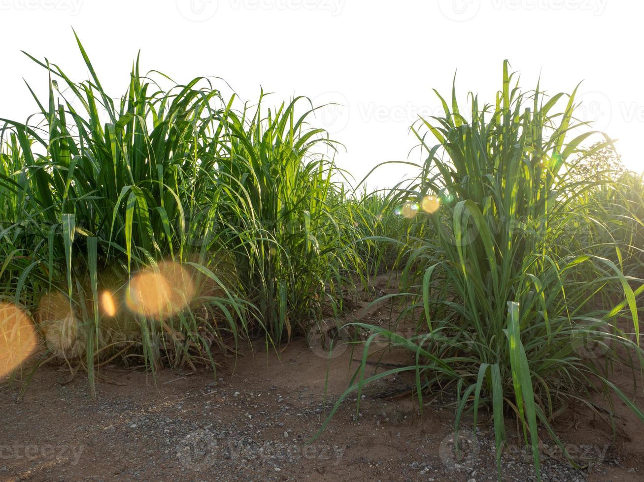 suiker riet geïsoleerd Aan wit achtergrond en knippen pad foto