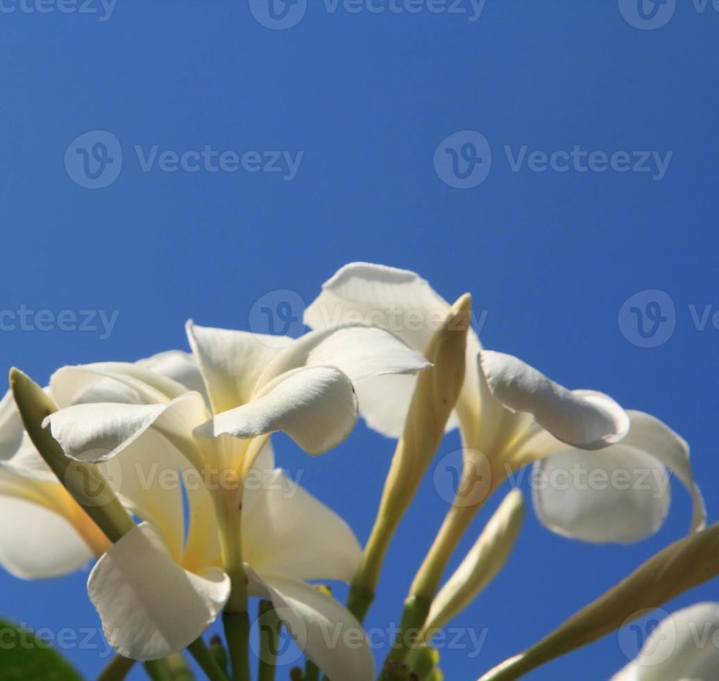 wit frangipani bloemen drijvend in de lucht tegen de backdrop van blauw-blauw lucht, zonnig dag, Doorzichtig licht en helder landschap in zomer, Doorzichtig lucht. foto