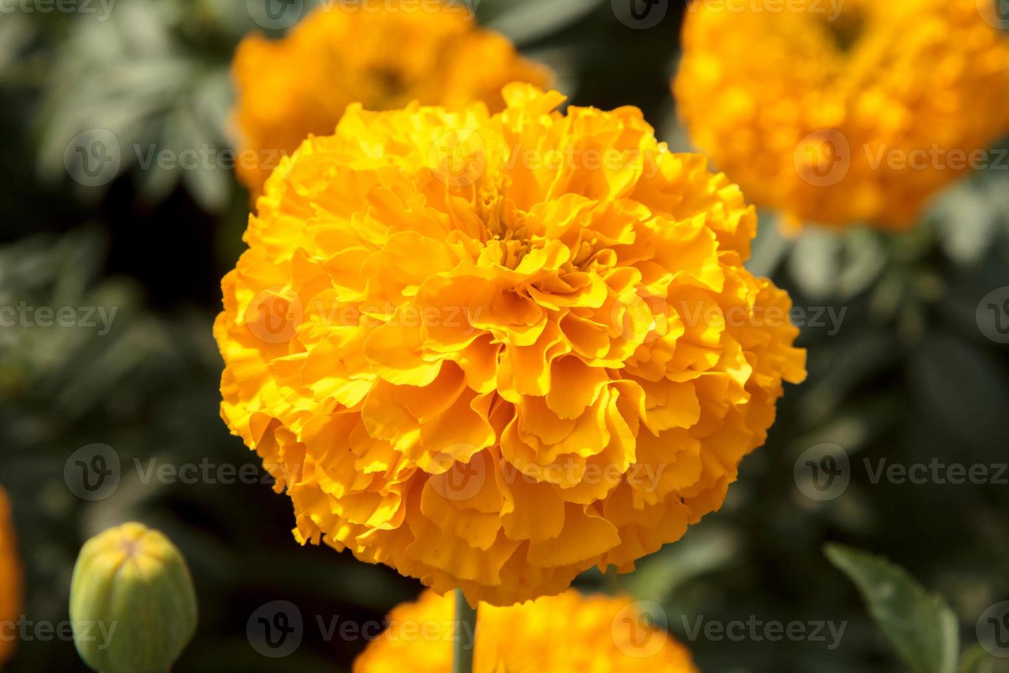 goudsbloemen dat bloeien en bloeien in boer tuinen, gegroeid voor uitverkoop en geregen in slingers voor monniken, zijn een Aziatisch traditie in Indië en Thailand net zo een symbool van voorspoed. foto