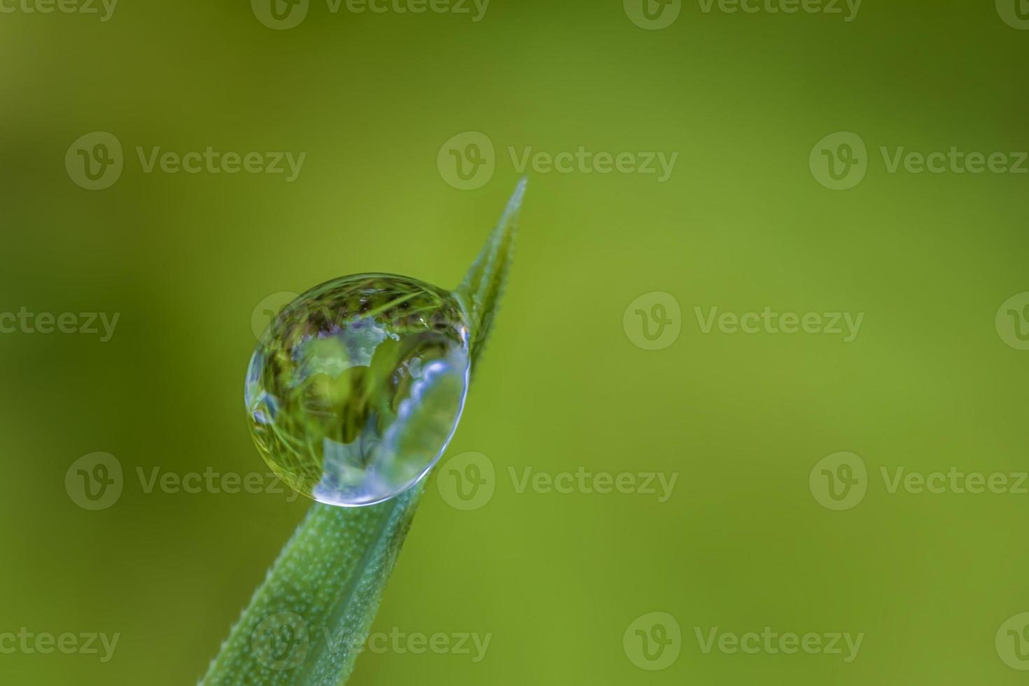 spannend macro van een laten vallen Aan groen blad. wazig achtergrond foto