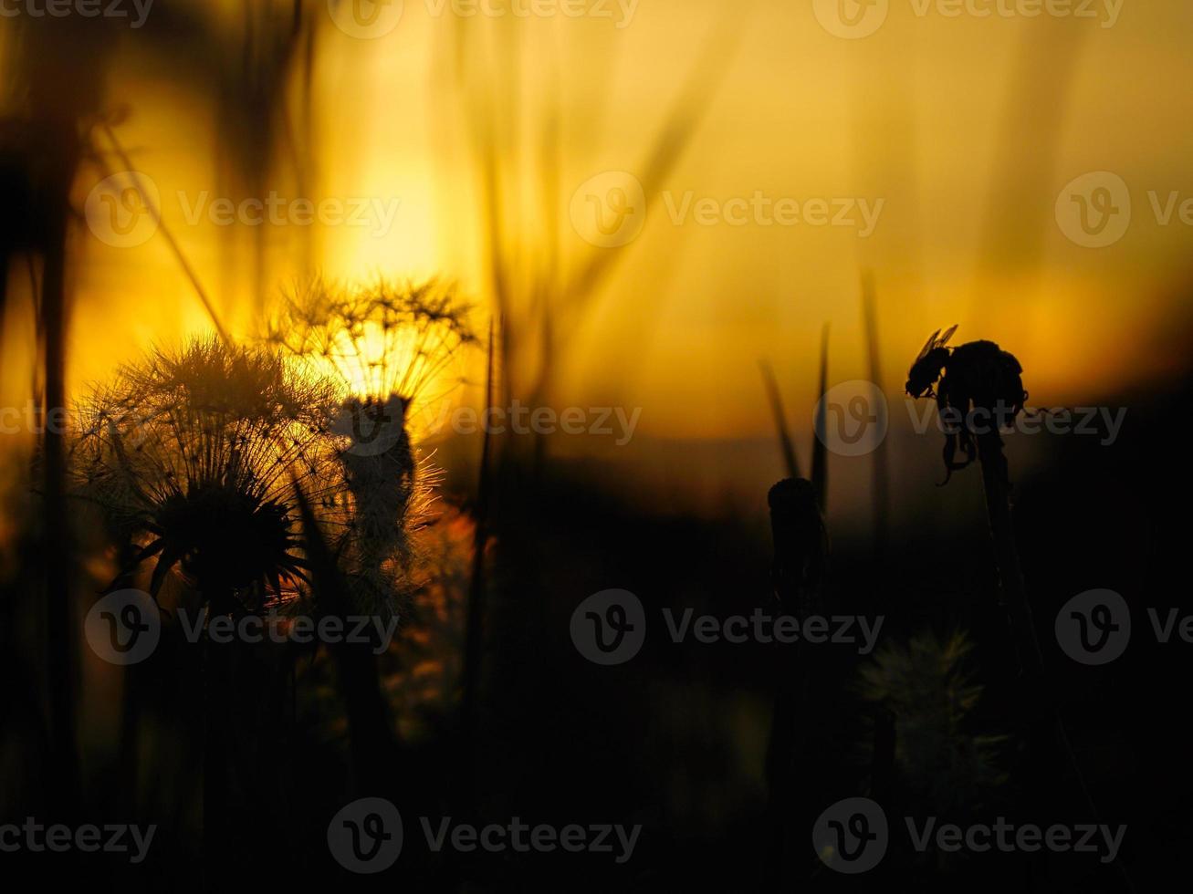 paardebloem in de zonsondergang met mooi bokeh. licht breekt door de bloem foto