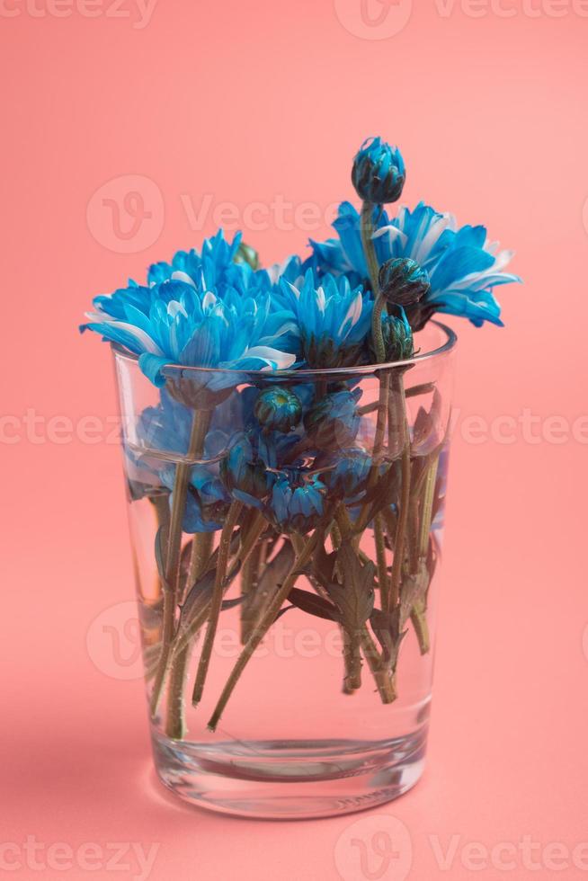 blauw chrysant bloemen in een vaas Aan een roze achtergrond.kopie ruimte foto