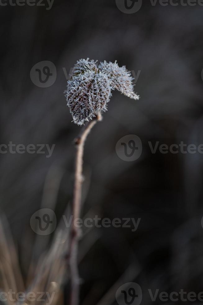 fabriek bladeren in herfst foto