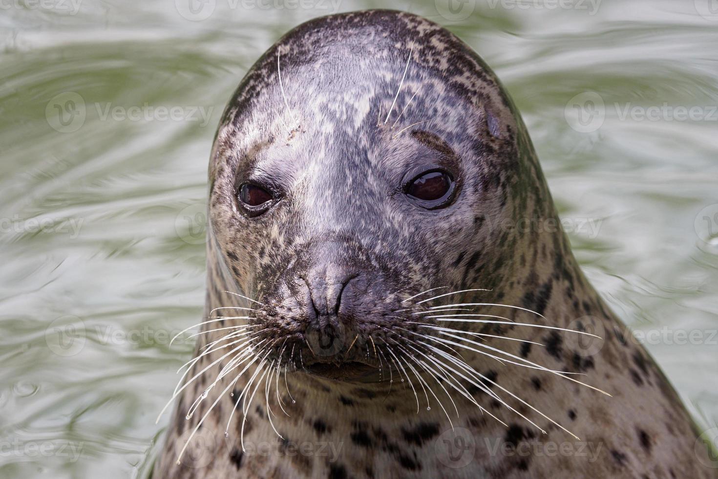 haven zegel - foca vitulina met zijn hoofd bovenstaand groen water foto