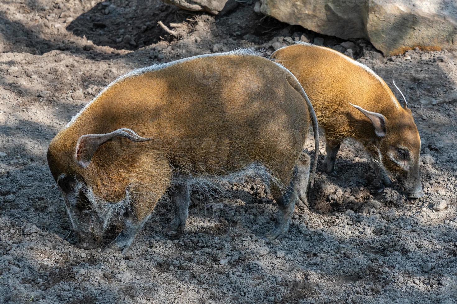 rood rivier- varken - potamochoerus porcus op zoek voor voedsel. foto