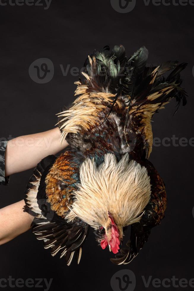 een biologisch boer houdt een kip door de poten Aan een zwart achtergrond foto