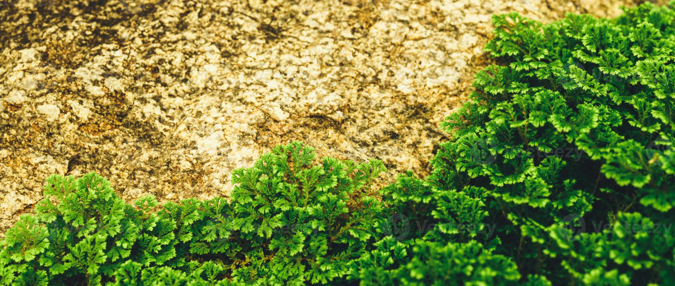 detailopname van groen bladeren natue en geel steen net zo achtergrond gebruik makend van net zo behang achtergrond en Hoes bladzijde concept. foto
