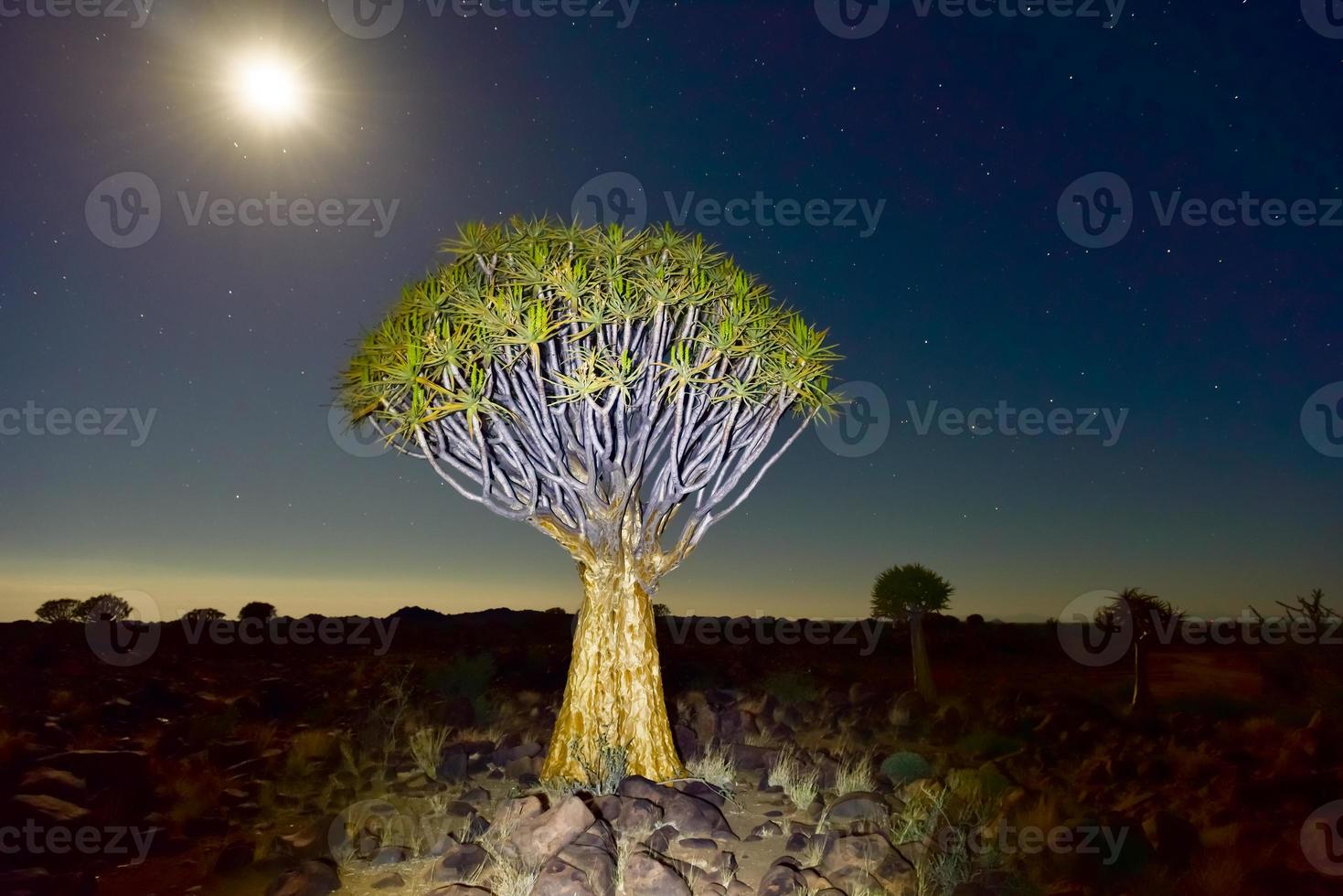 Pijlkoker boom Woud - nambië foto