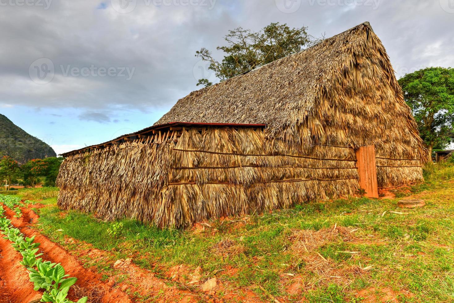 tabak drogen kamer in de vinales vallei, noorden van Cuba. foto