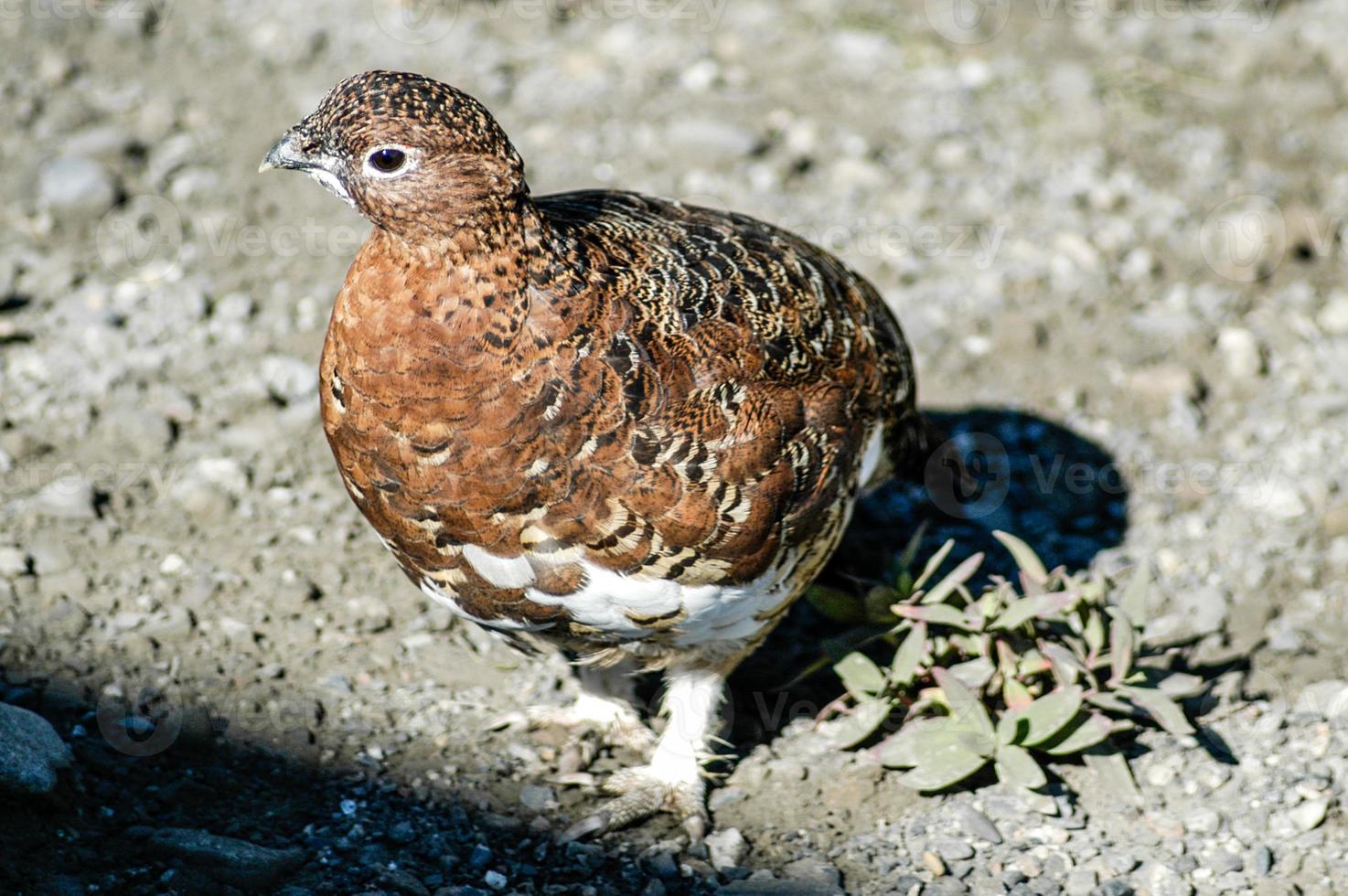 detailopname van een single wild wilg patrijs wandelen in denali nationaal park, Alaska. foto