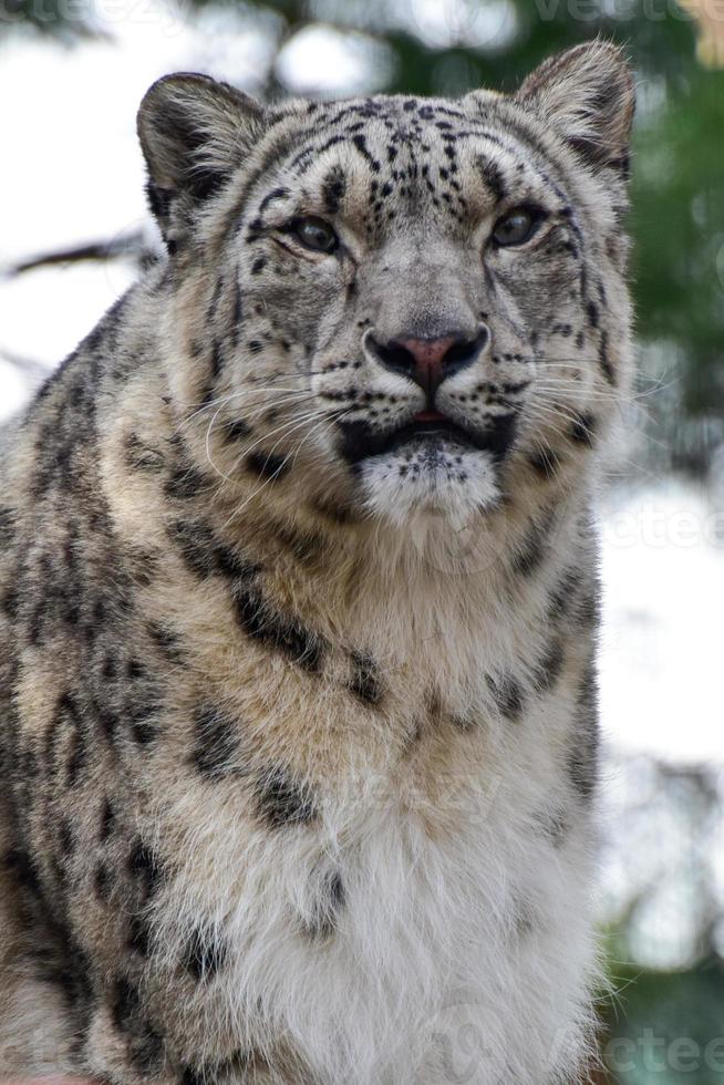 de sneeuw luipaard of ons is een groot kat inheems naar de berg bereiken van centraal en zuiden Azië. foto