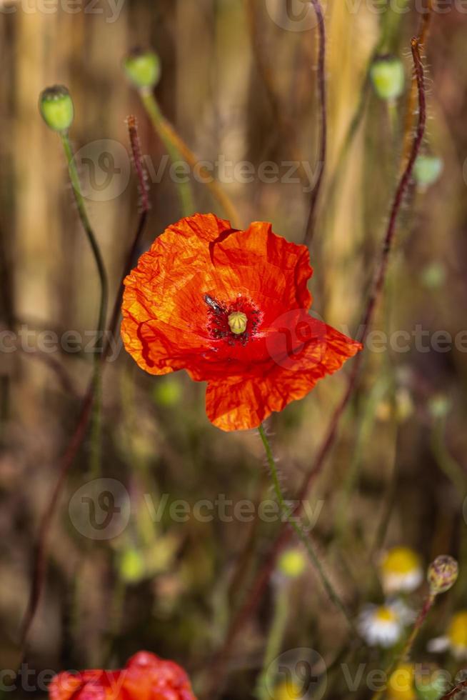 rood klaprozen in een veld- van gewassen foto