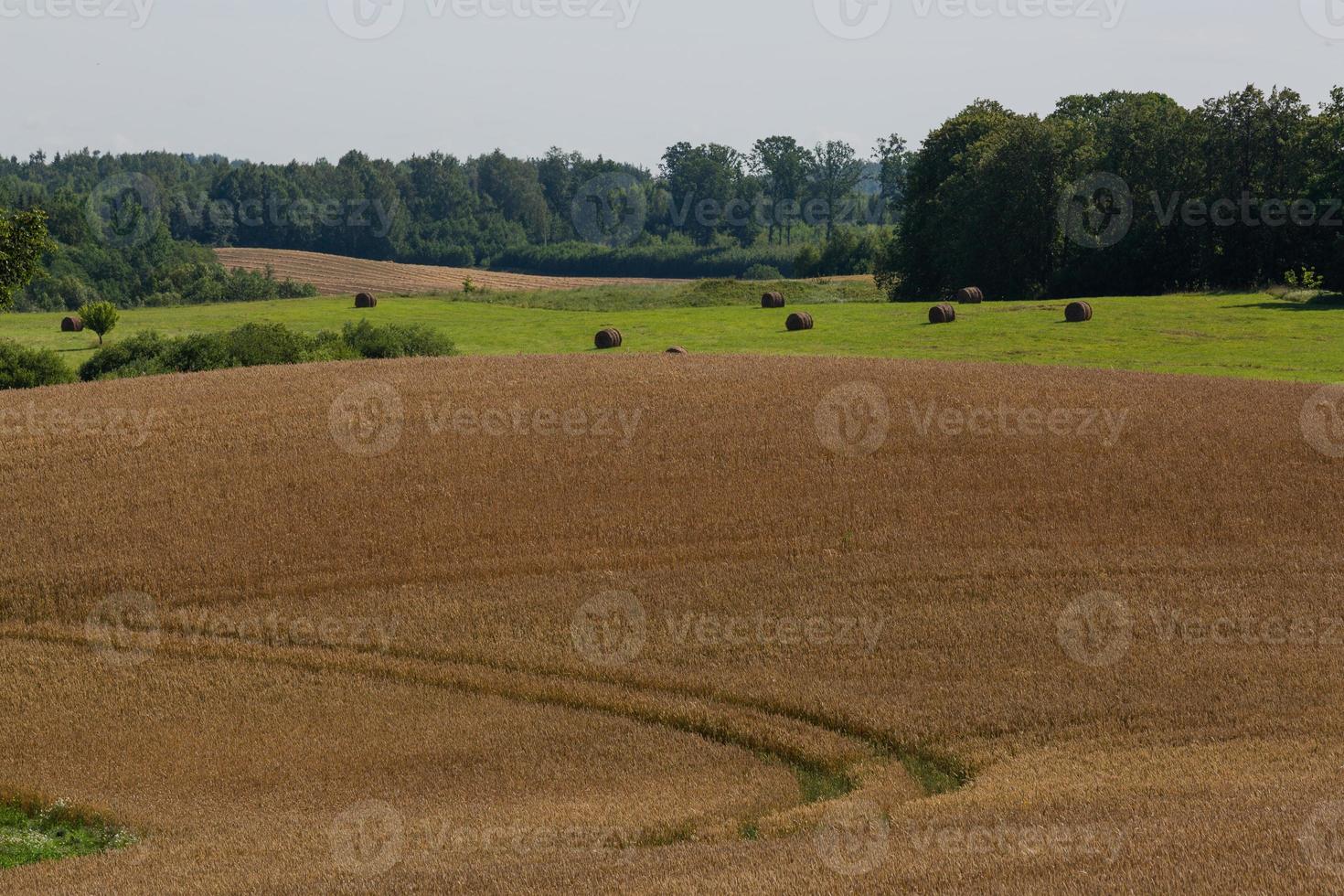 landelijk zomer landschappen in Baltisch staten foto