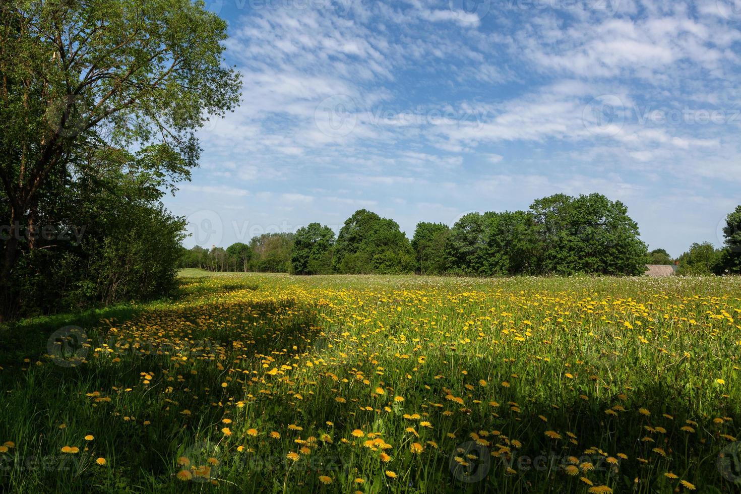 zomer landschappen in de Lets platteland foto