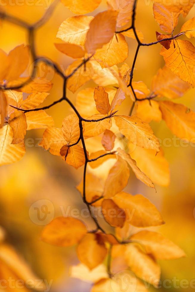 fabriek bladeren in herfst foto