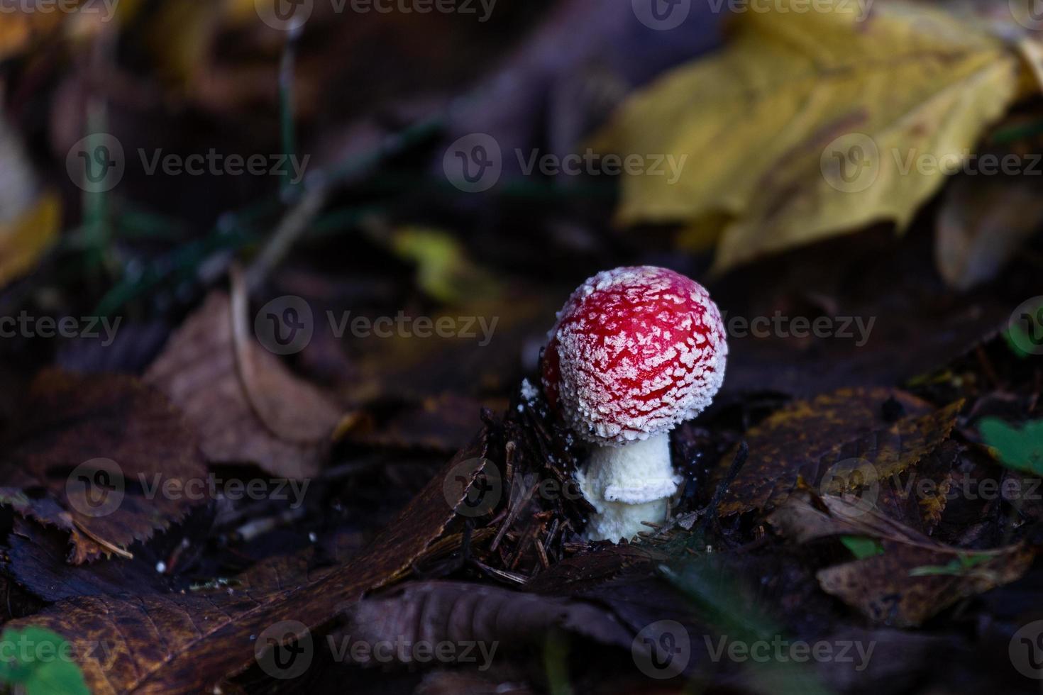 fabriek bladeren in herfst foto