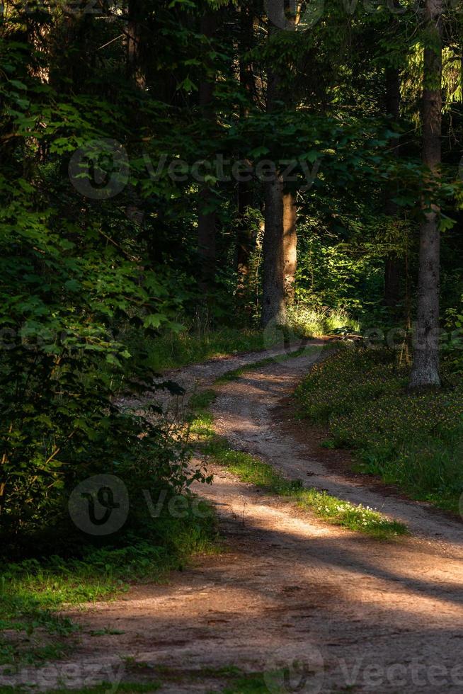 groenblijvend pijnboom en net bossen foto