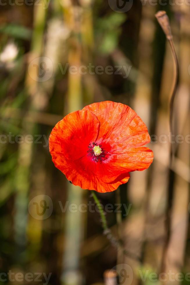 rood klaprozen in een veld- van gewassen foto