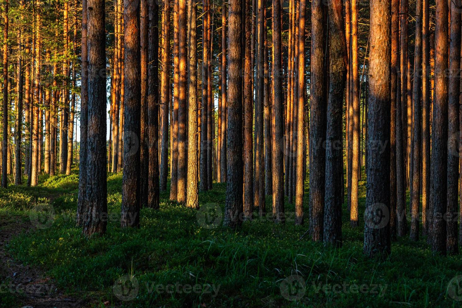 Woud in de zonneschijn foto