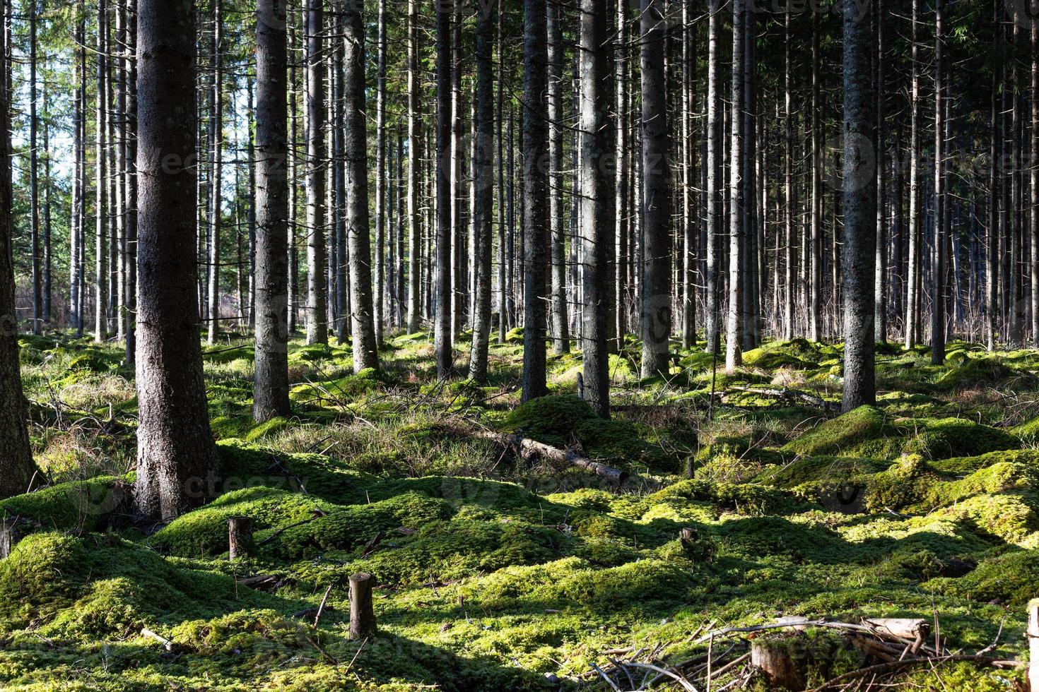 groenblijvend pijnboom en net bossen foto