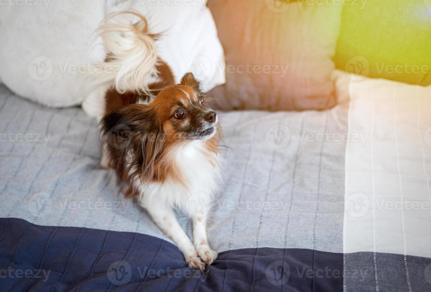 charmant hond papillon aan het liegen Aan de bed van de eigenaren foto