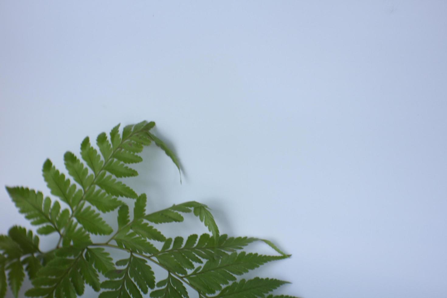 brandend ladyfern gemeenschappelijk bladeren met wit achtergrond foto