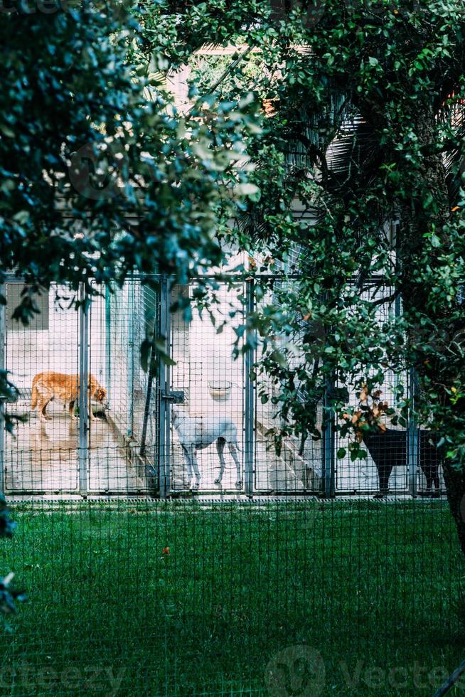 groot en klein honden in een huisdier instappen faciliteit, dier onderdak of kennel foto