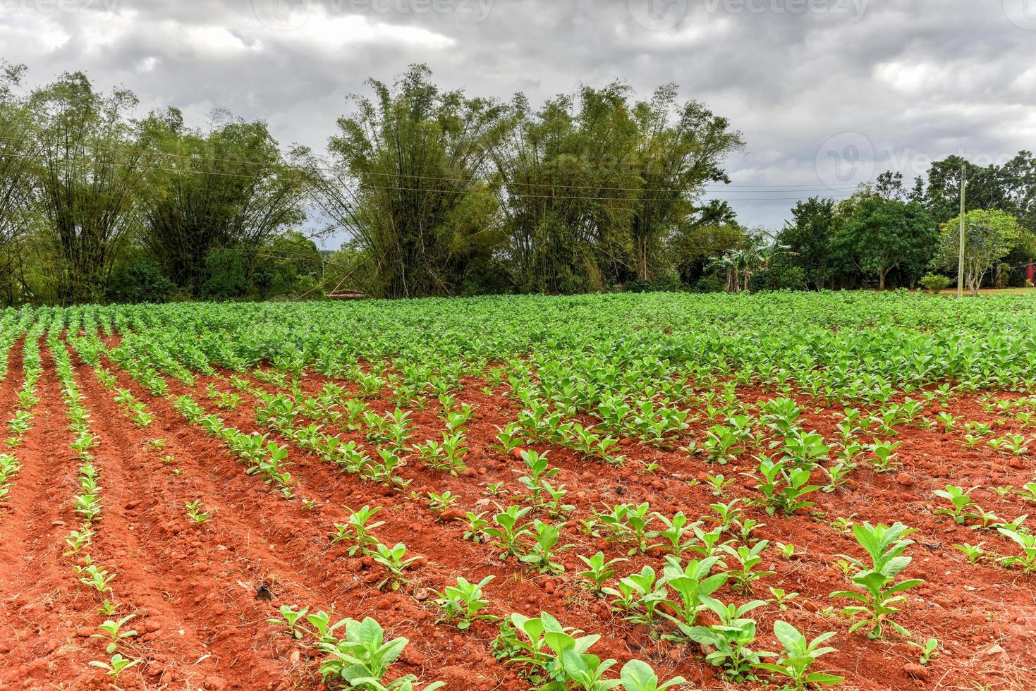 tabak plantage in de vinales vallei, noorden van Cuba. foto