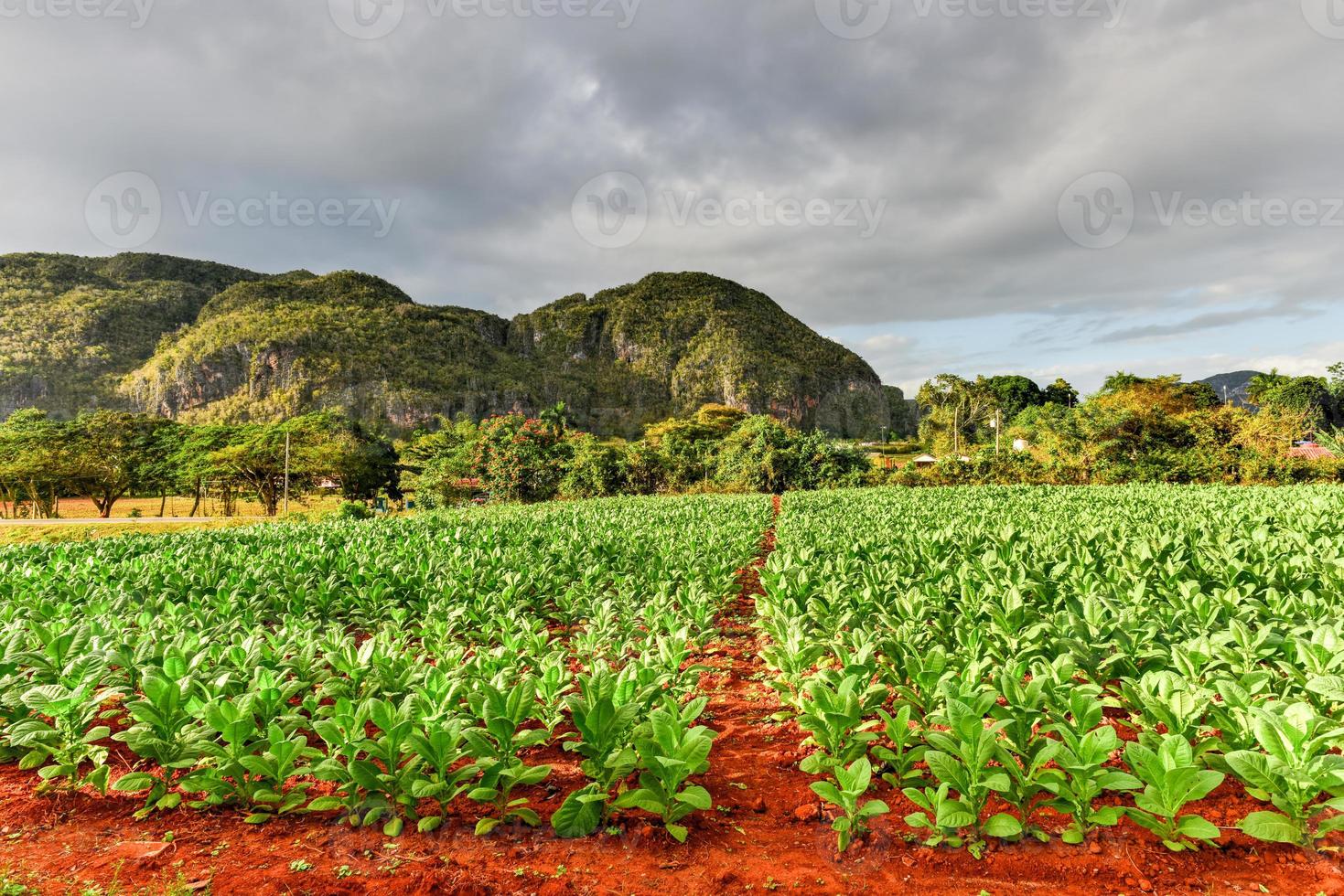 tabak plantage in de vinales vallei, noorden van Cuba. foto