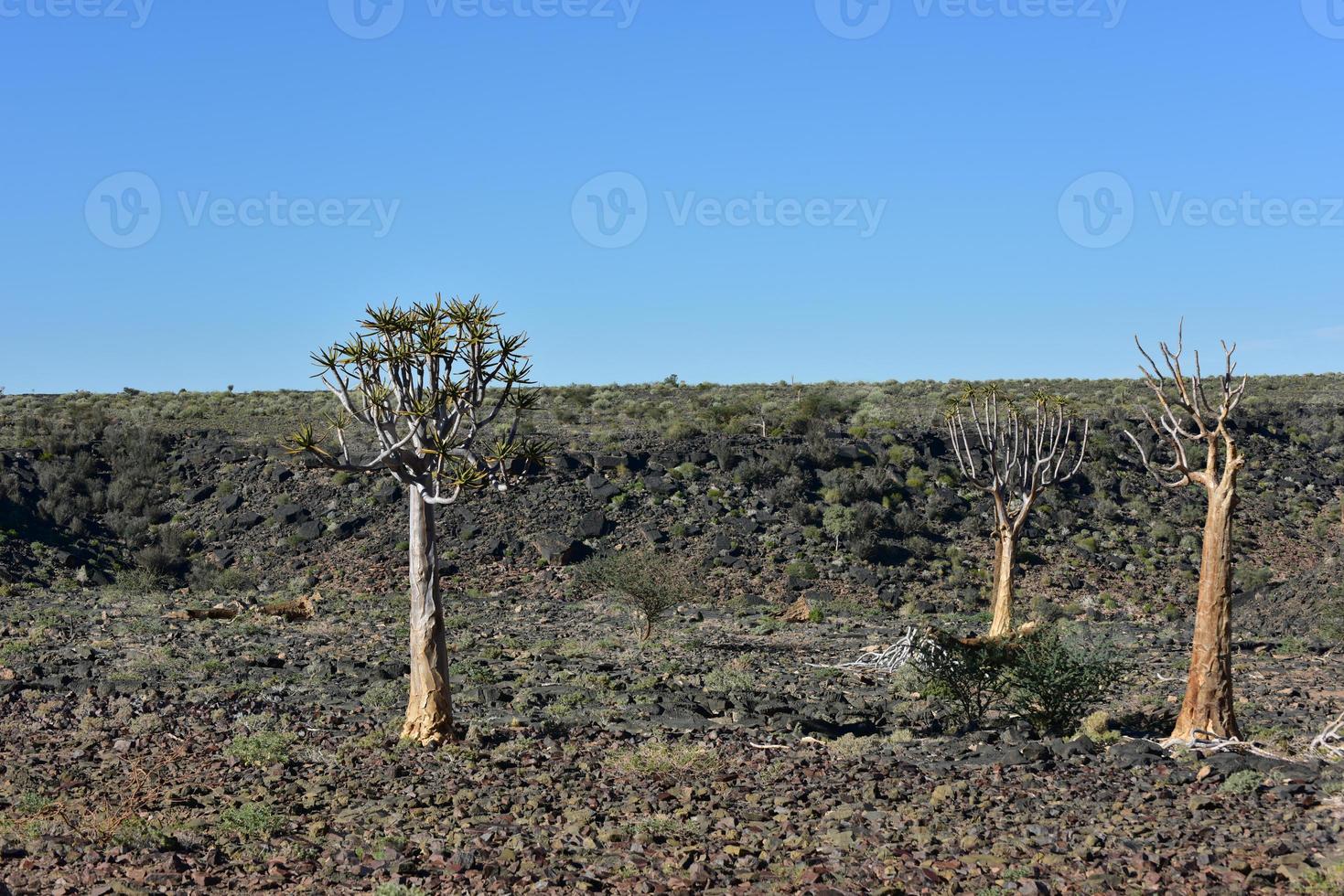 vis rivier- Ravijn -Namibië, Afrika foto