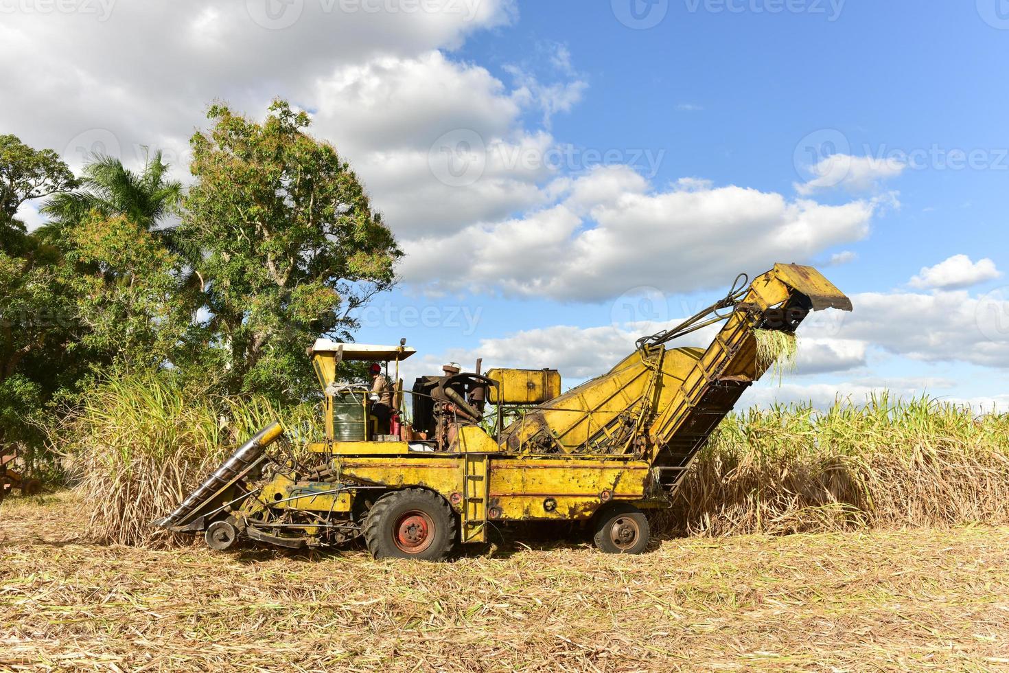 suiker riet velden in de werkwijze van wezen geoogst in guayabalen, Cuba. foto