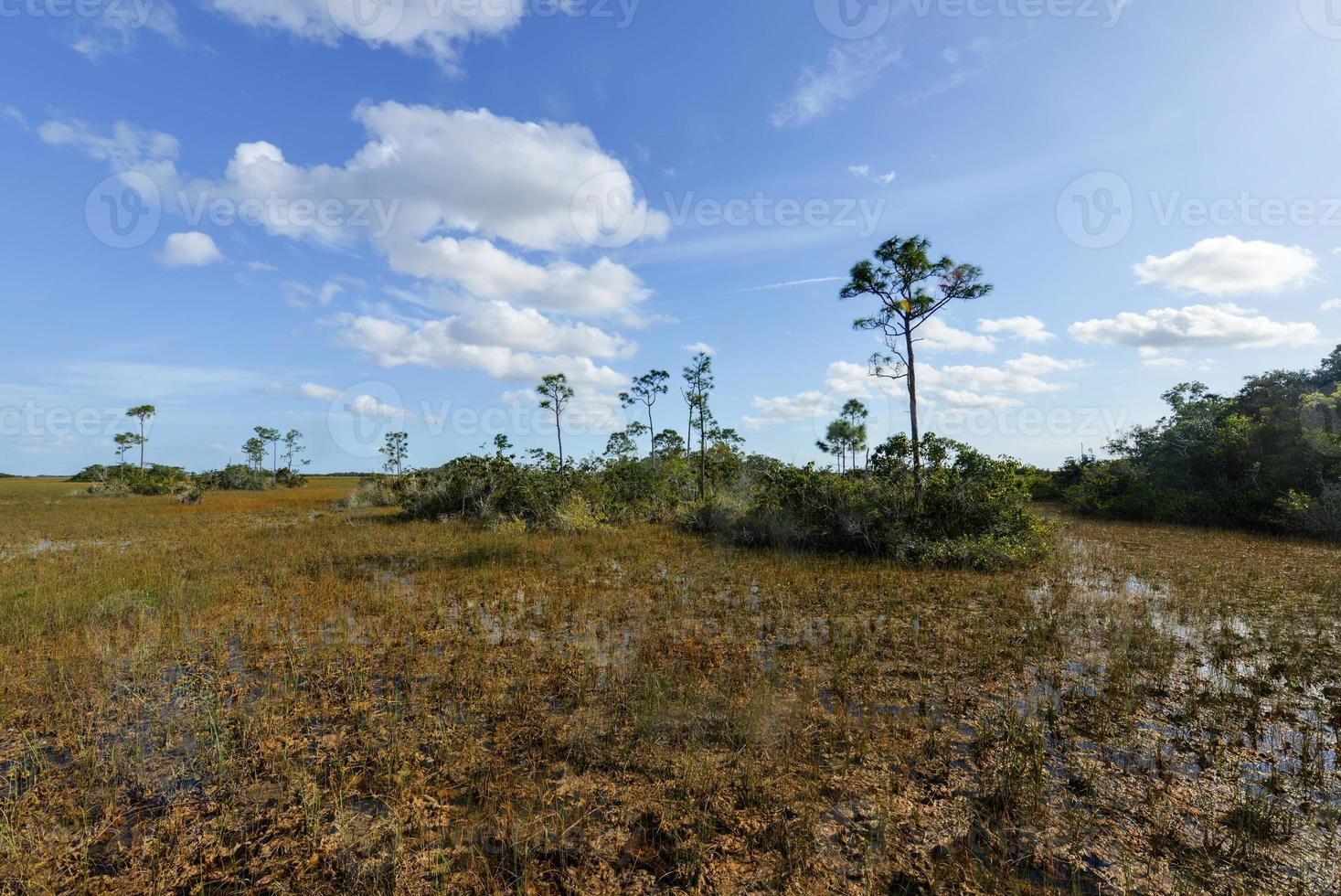 toneel- landschap Florida Everglades foto