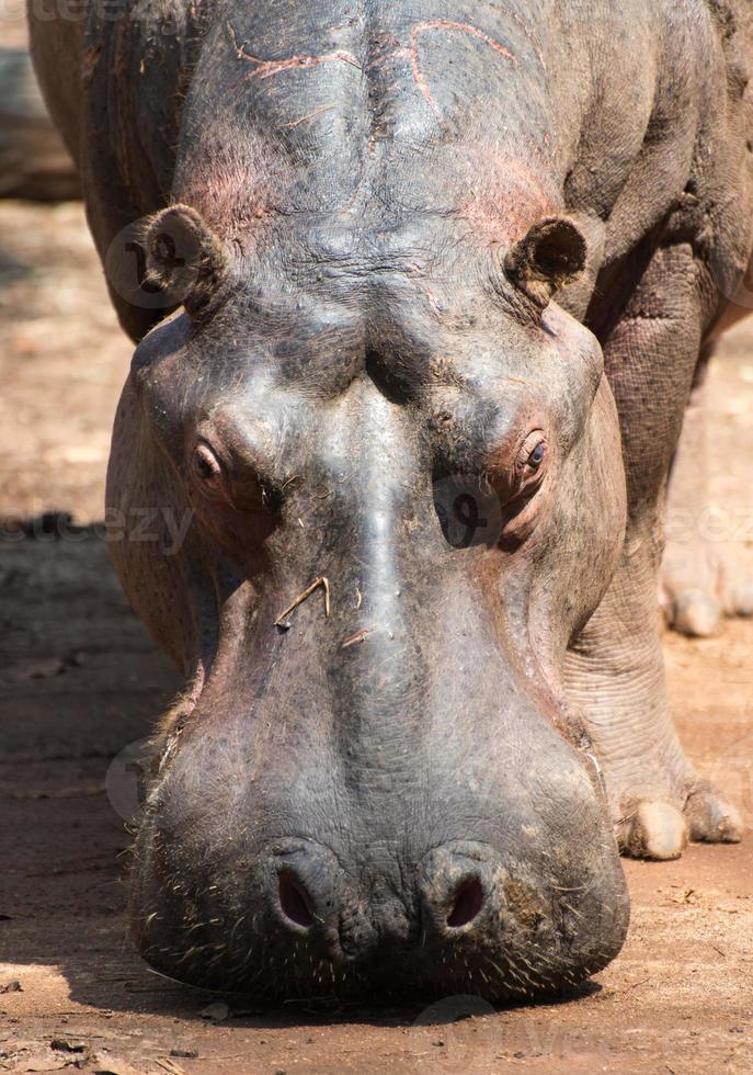 nijlpaard in mlilwane dieren in het wild heiligdom. foto