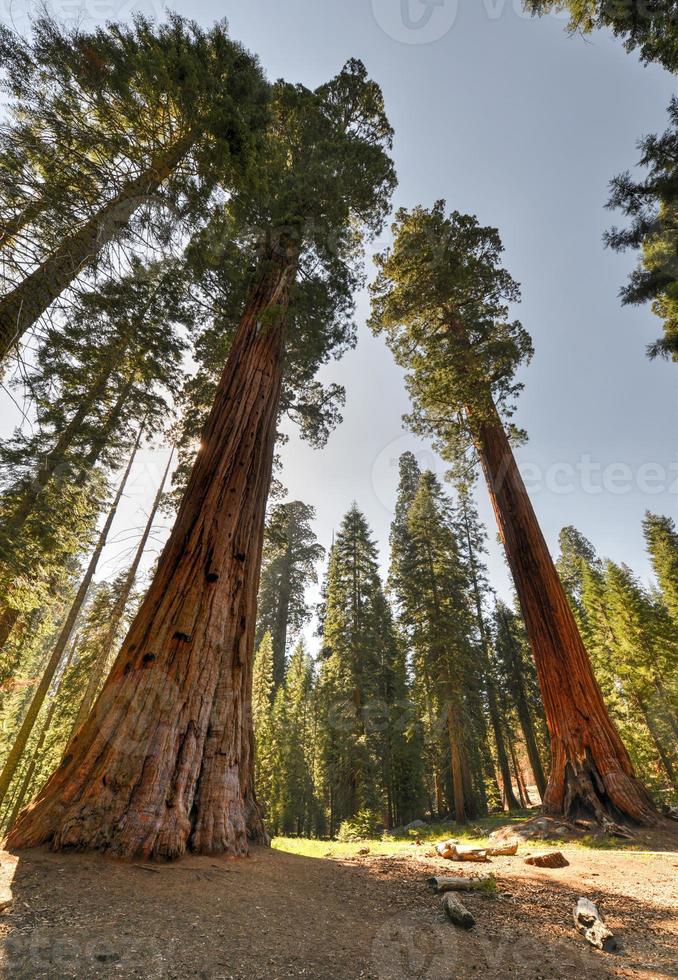 sequoia nationaal park foto