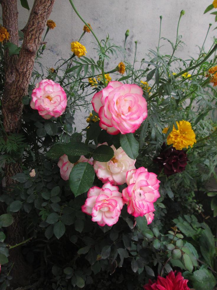 detailopname schoten van helder kleurrijk bloemen in botanisch tuin in karachi Pakistan 2022 foto