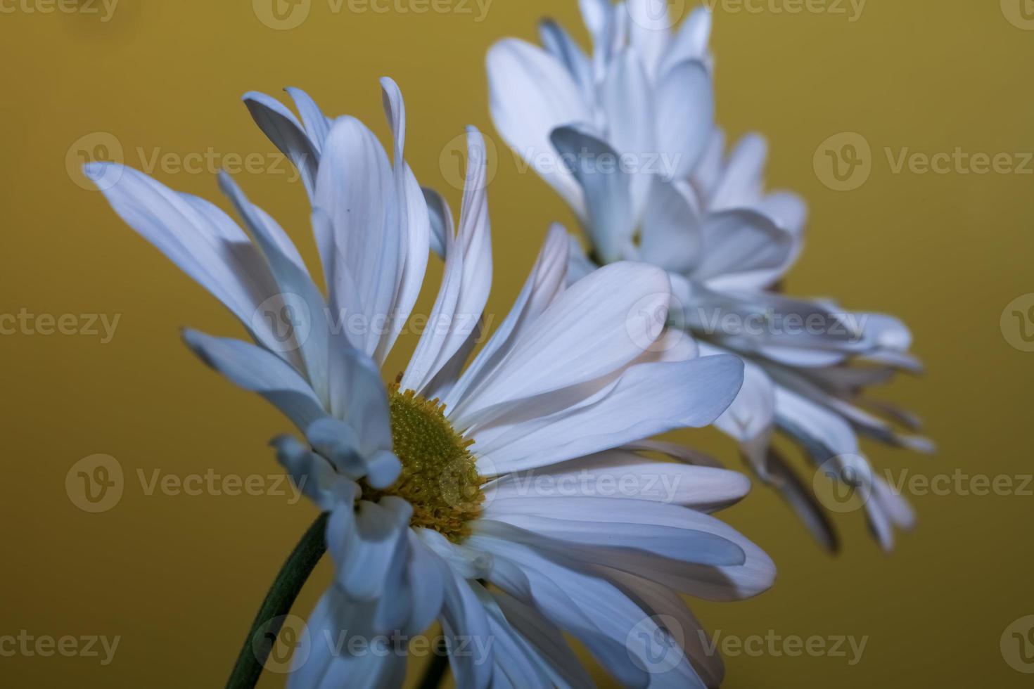 twee gemeenschappelijk madeliefjes . visie van de kant foto