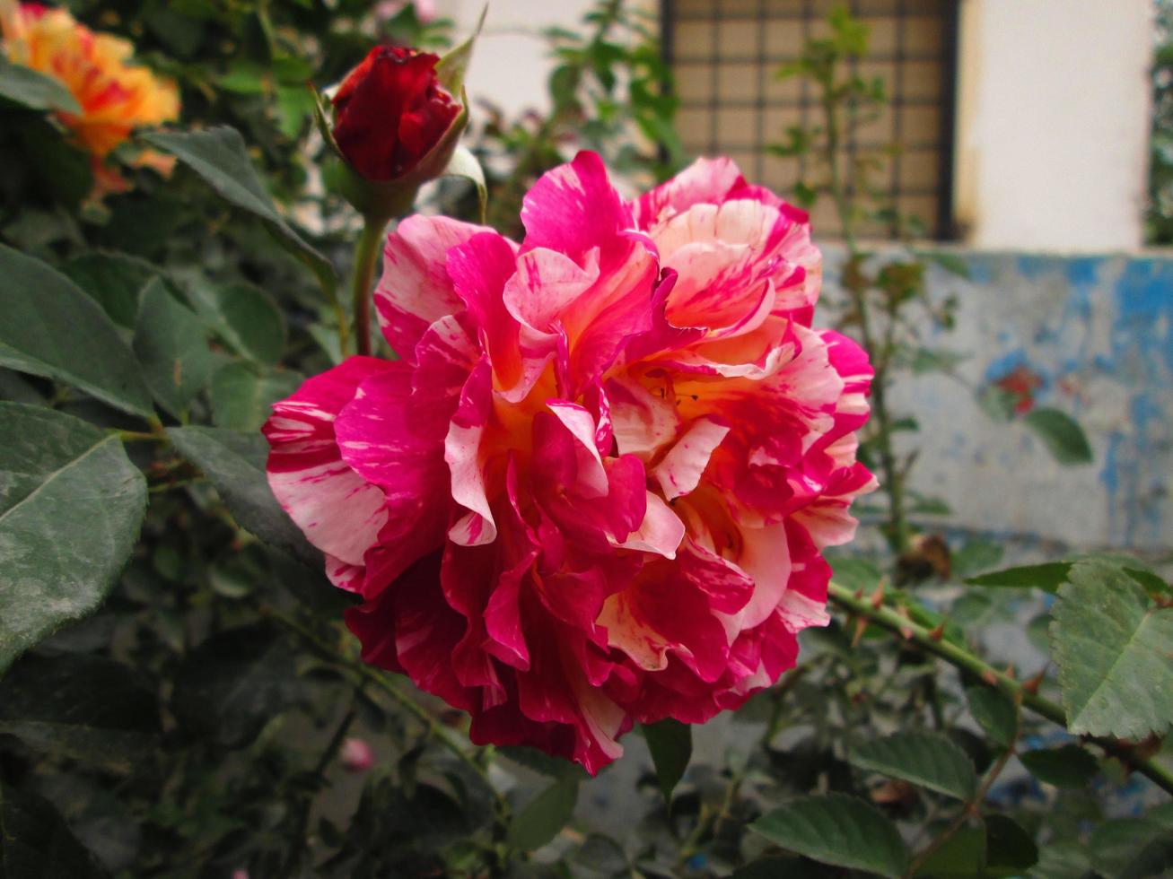 detailopname schoten van helder kleurrijk bloemen in botanisch tuin in karachi Pakistan 2022 foto