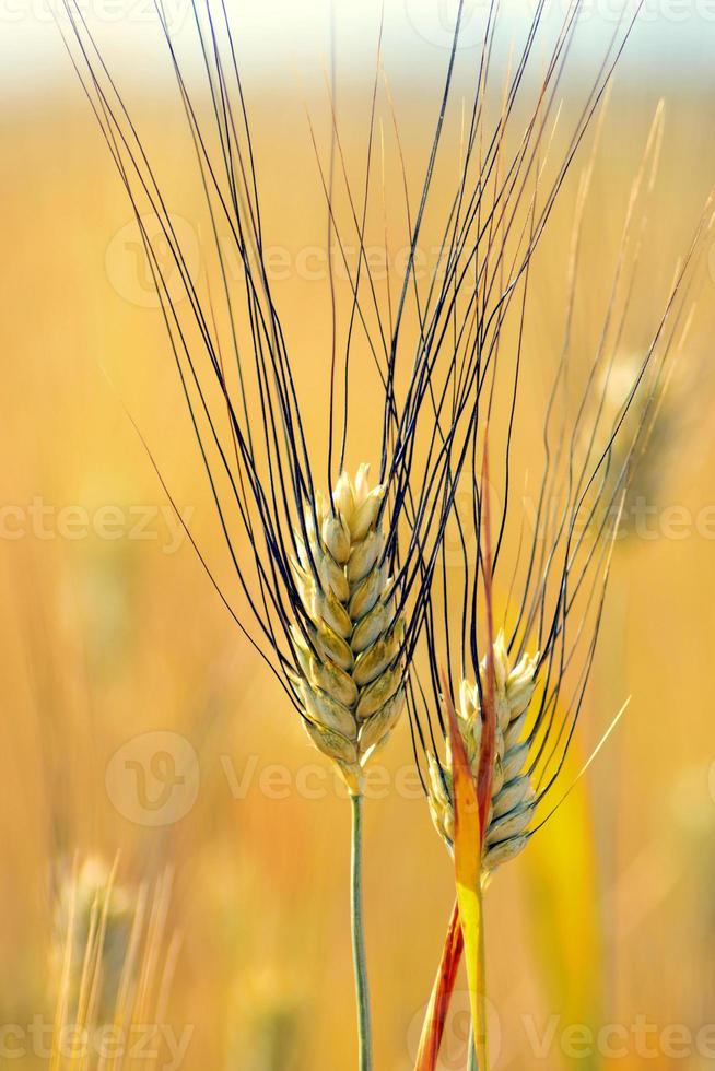 oren van Italiaans durum tarwe. durum tarwe. foto